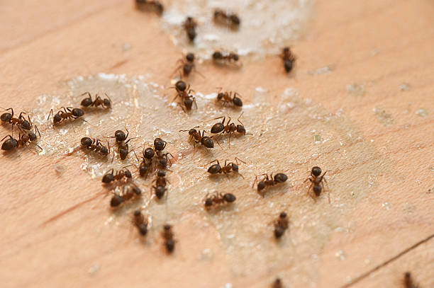 Best Bed Bug Extermination  in Stonewall, LA