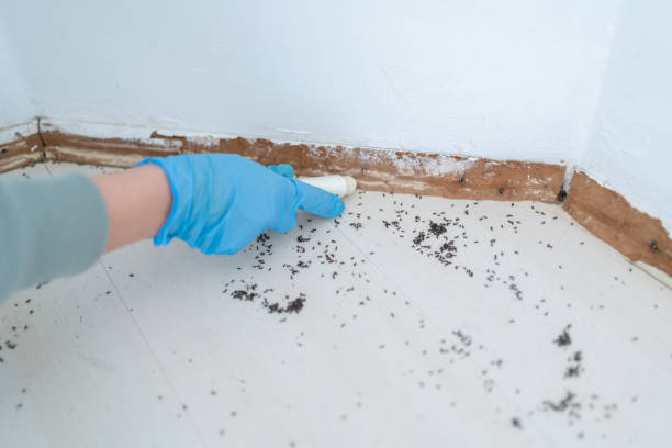 Best Pest Removal Services  in Stonewall, LA